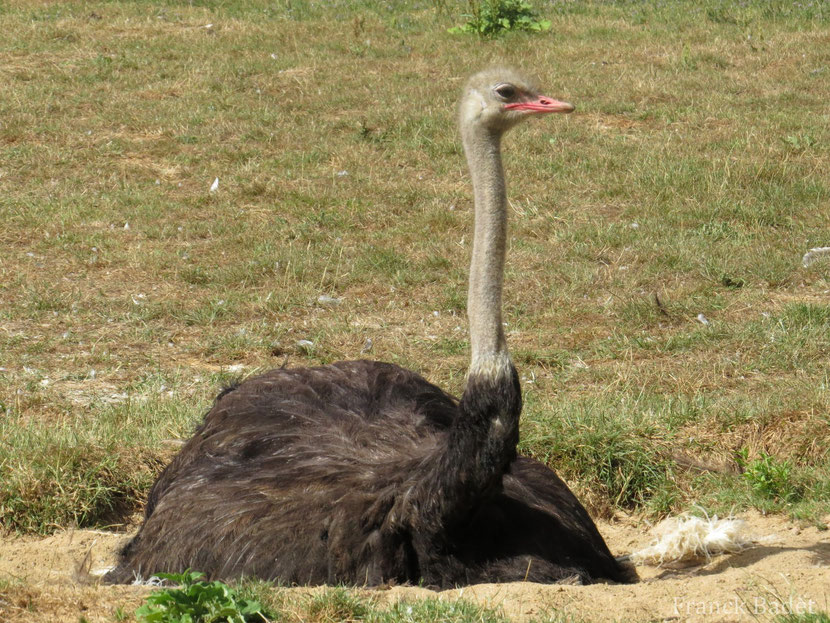 Fiche animaux autruche