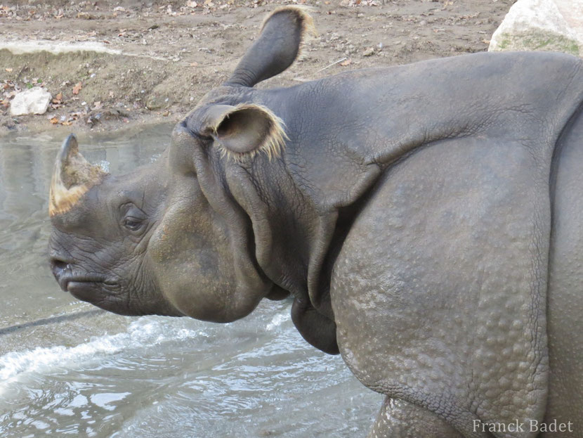 Fiche animaux rhinoceros indien