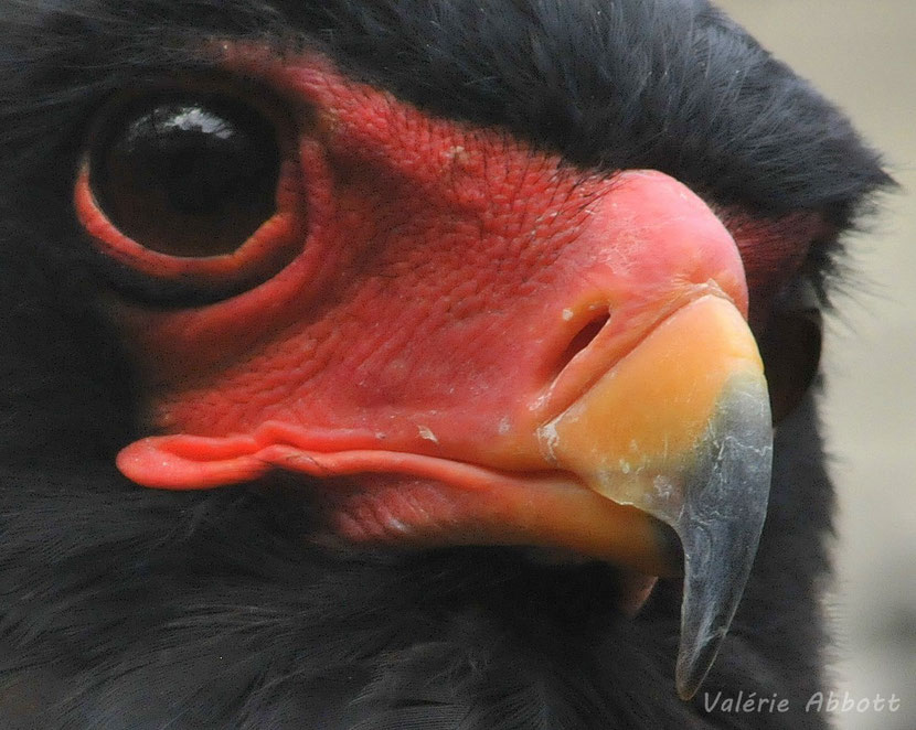 bateleur