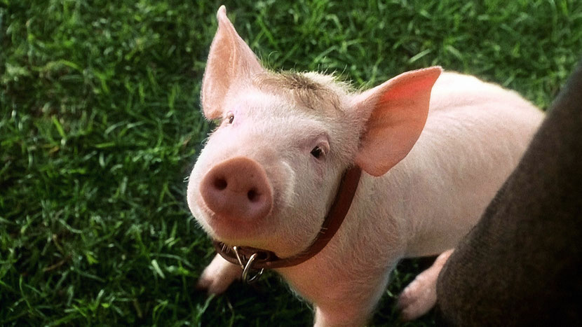 animaux celebres babe le cochon