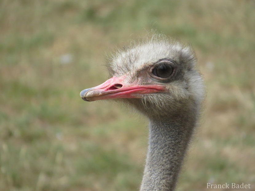 Fiche animaux autruche