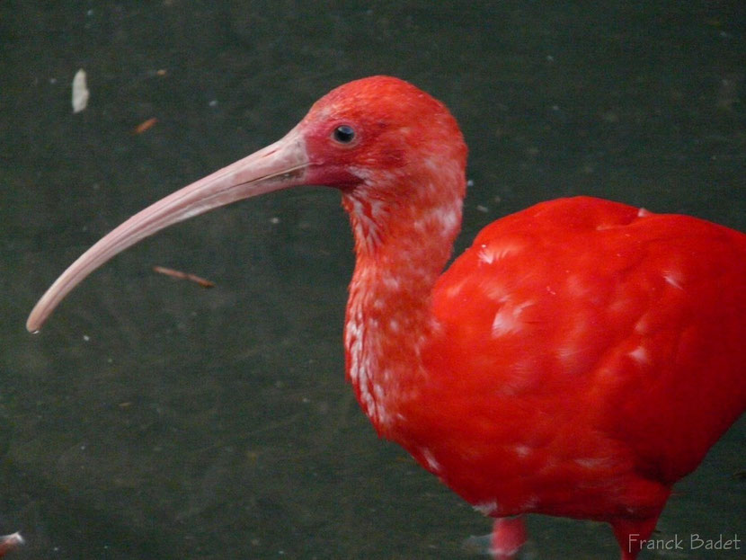 ibis rouge