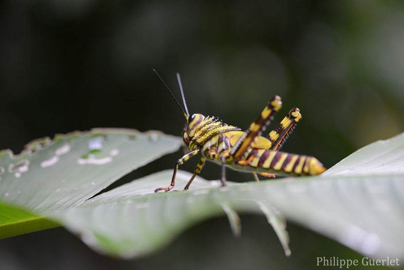 Fiches animaux tropidacris cristata