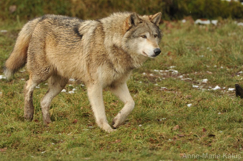 loup de l'est