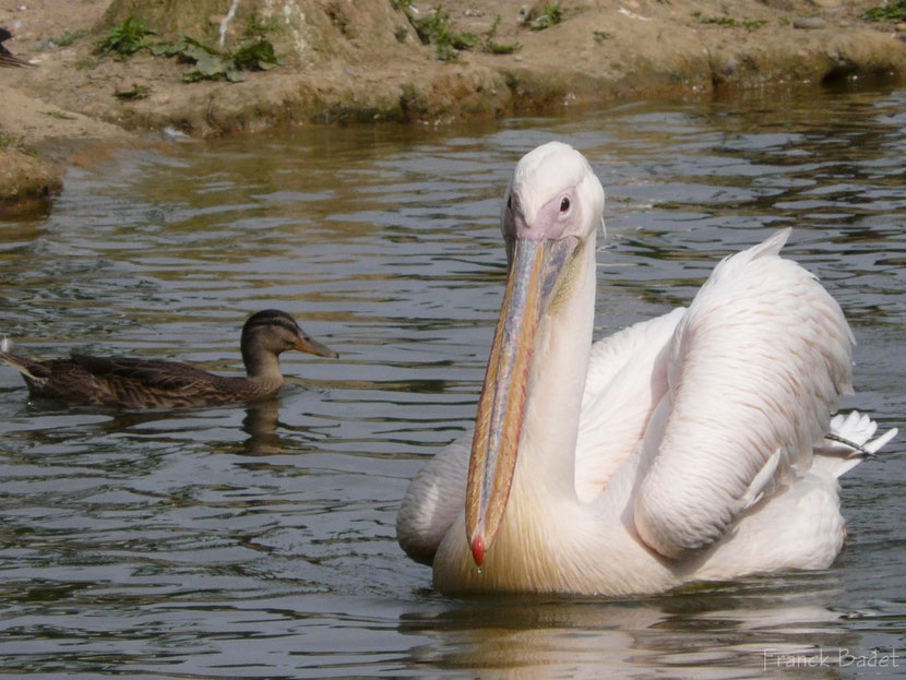 pelican blanc