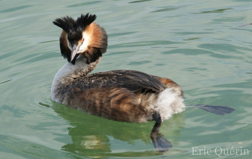 grebe huppe