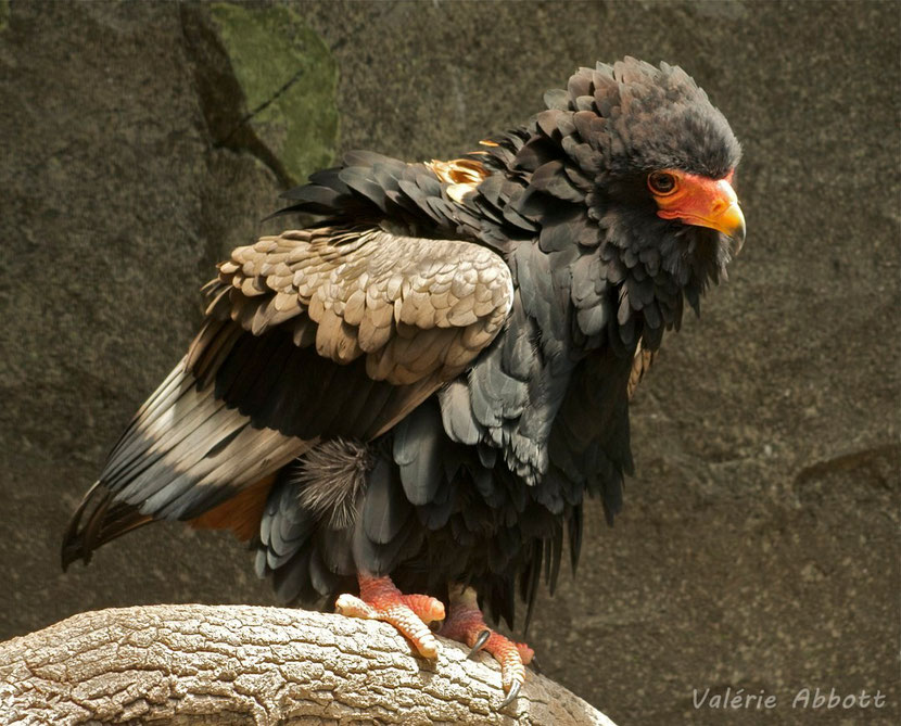 bateleur