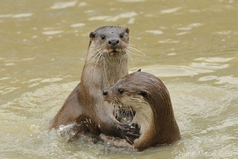 Quand la préservation du grand requin blanc menace la loutre de