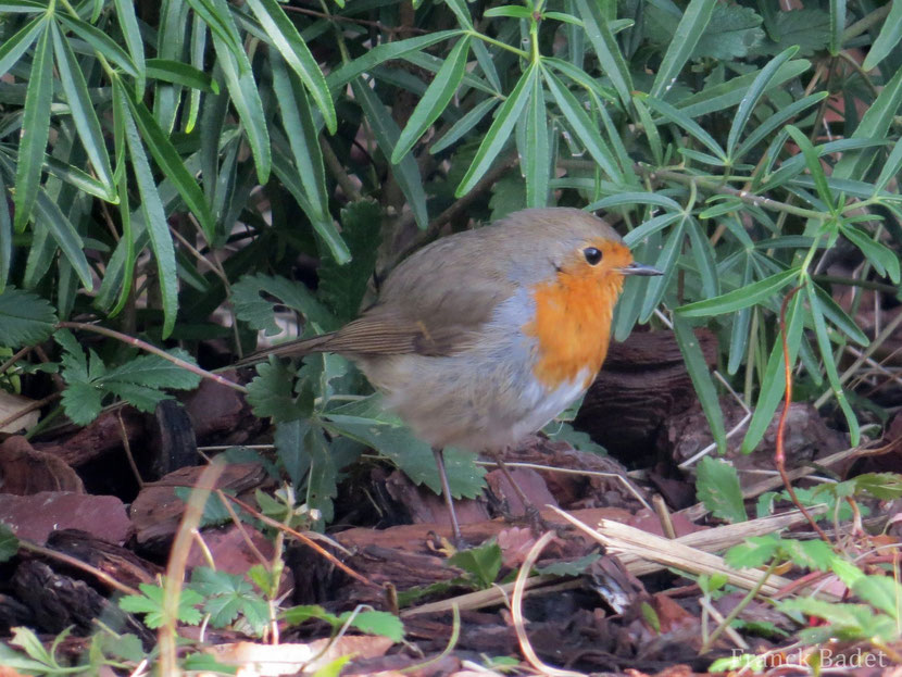 fiche oiseaux animaux rouge gorge