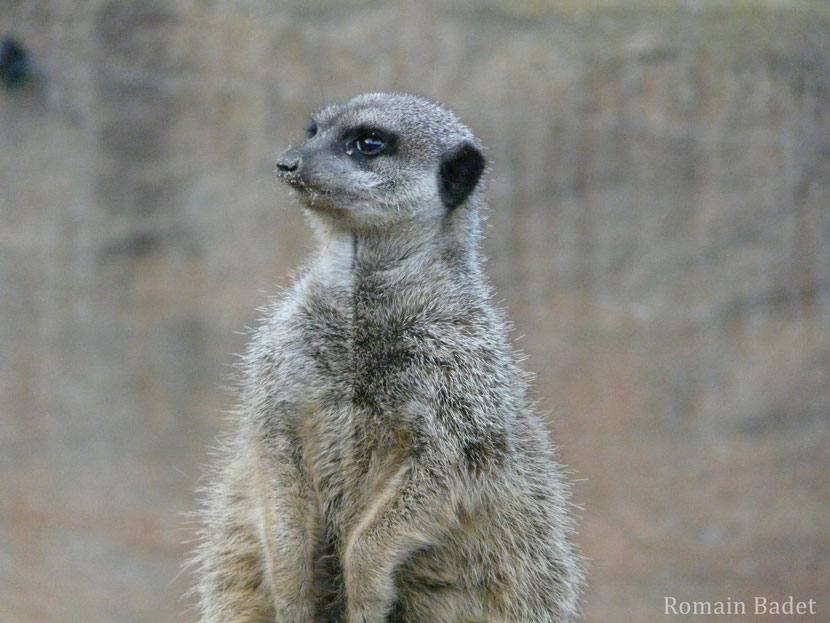 fiche animaux suricate disney timon roi lion 