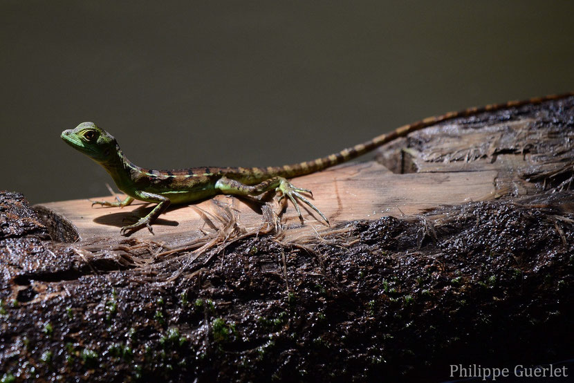 Fiches animaux lezard jesus