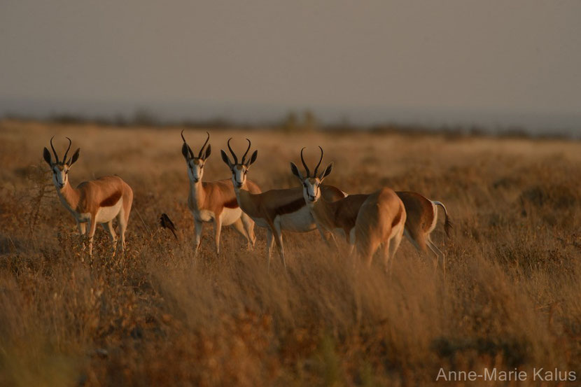 springbok