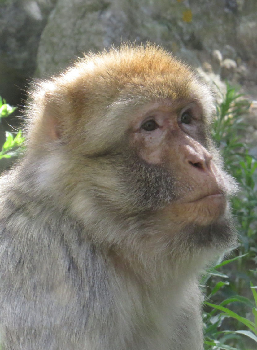 macaque berbère