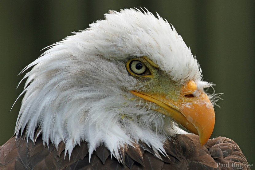 pygargue bald eagle