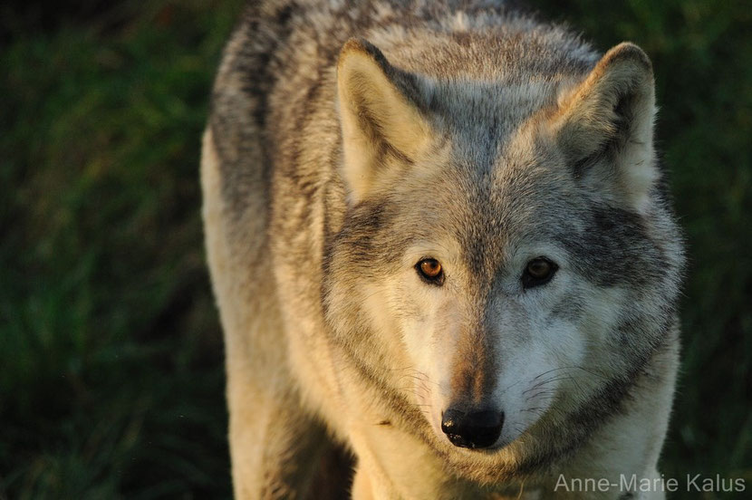 loup de l'est