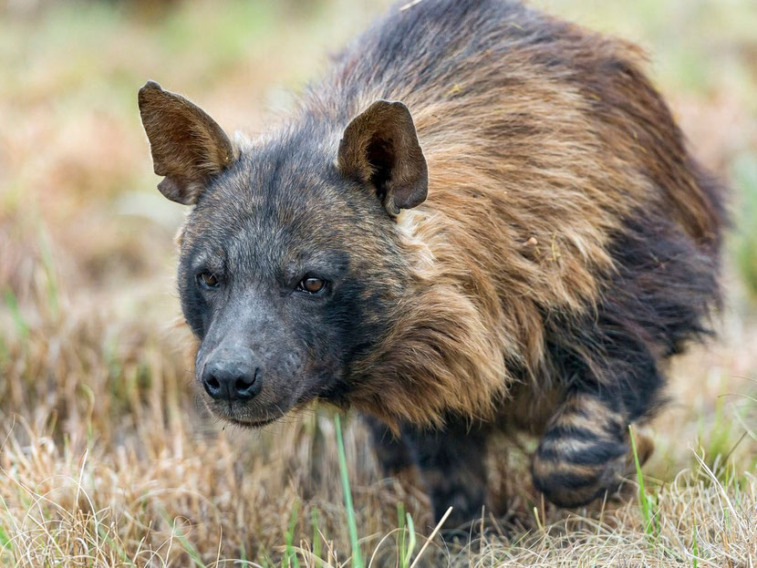 hyene brune