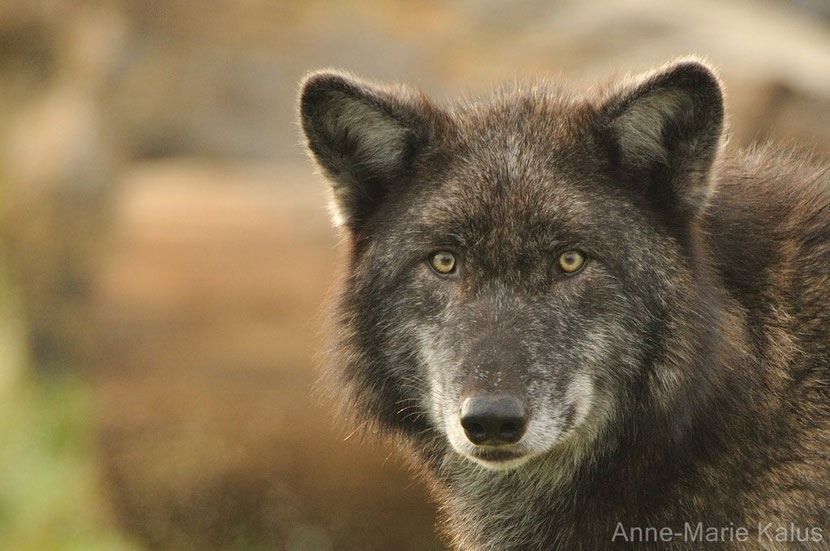 loup de l'est