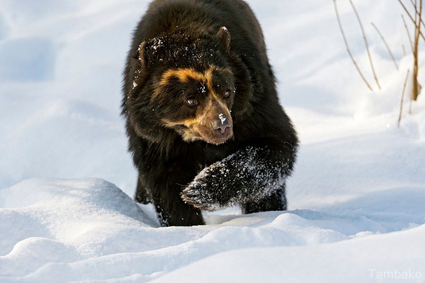 spectacled bear