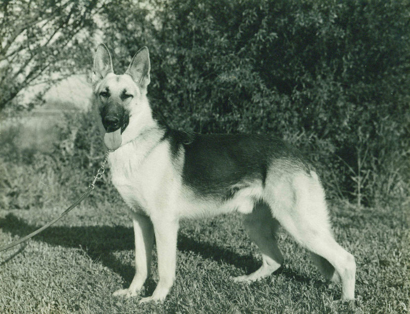 animaux celebre rintintin