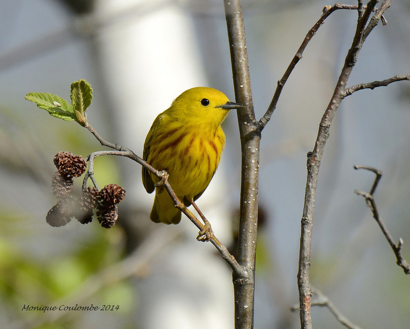 paruline jaune