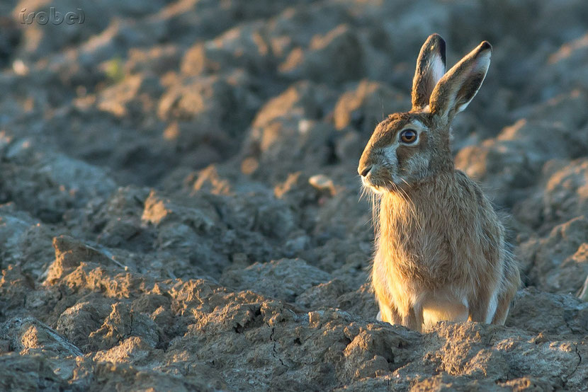 fiches animaux lievre d'europe