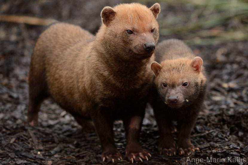 bush dog