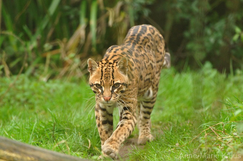 ocelot