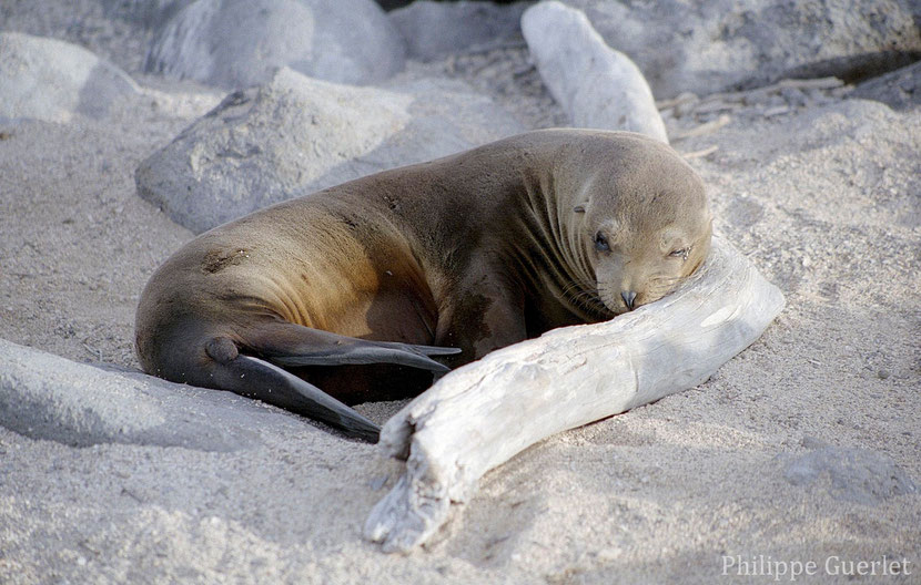 fiches animaux otarie des galapagos