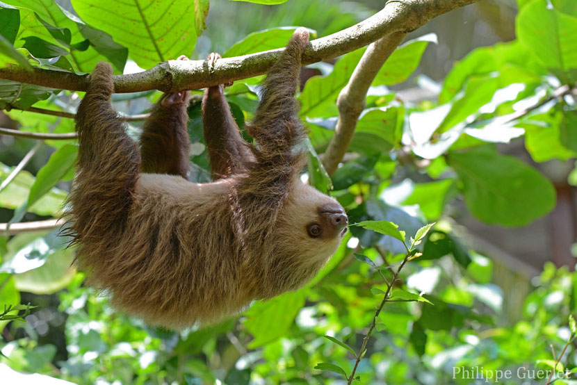 Fiches animaux paresseux à deux doigts