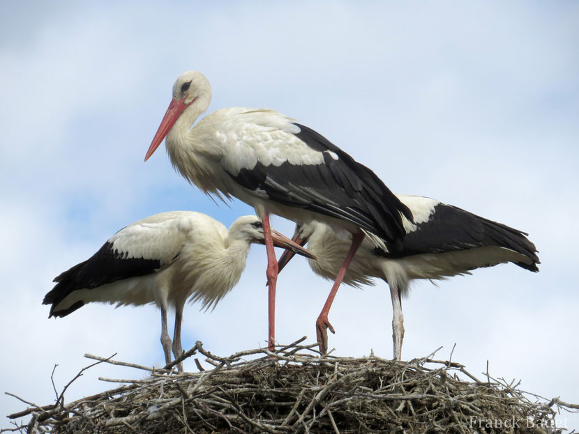 Fiches Animaux cigogne