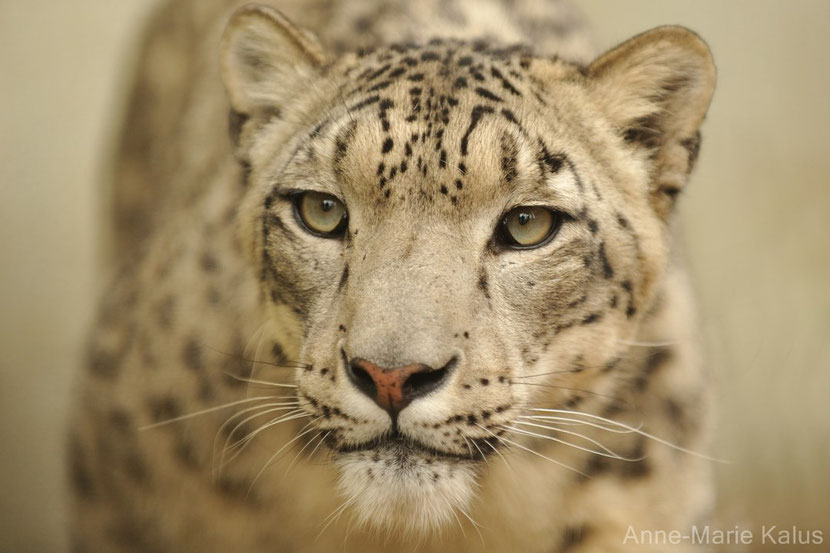 leopard des neiges