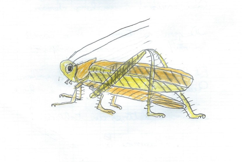 dessin sauterelle