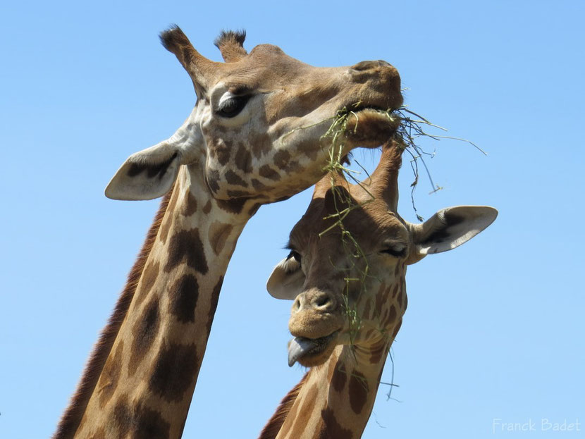 definition artiodactyle girafe antilope