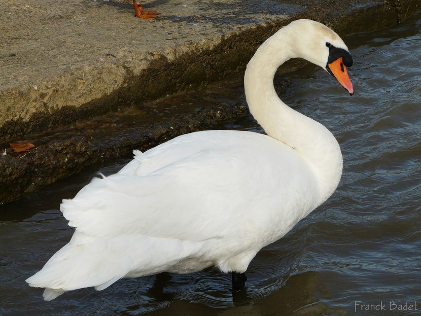 cygne tuberculé