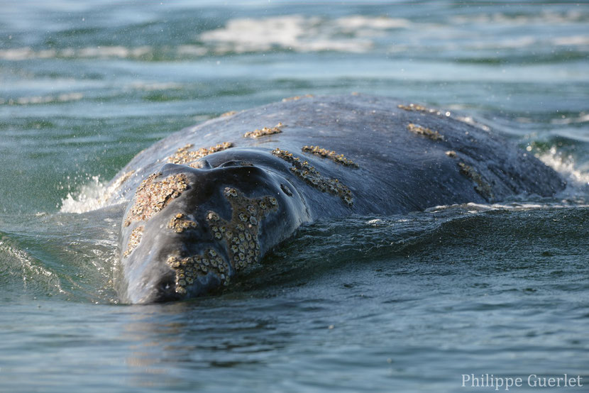 fiches animaux baleine grise