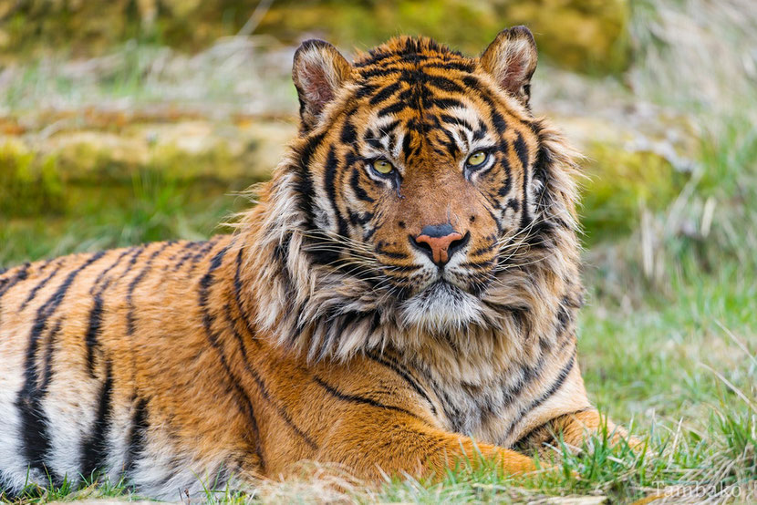 tigre de sumatra
