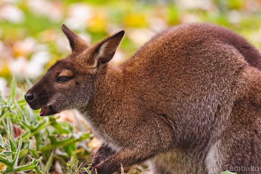 wallaby