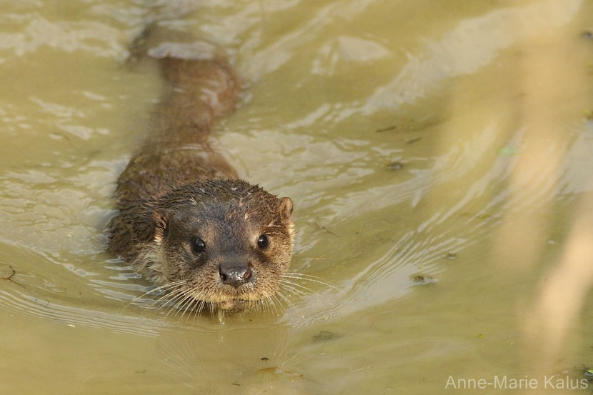 loutre d'europe