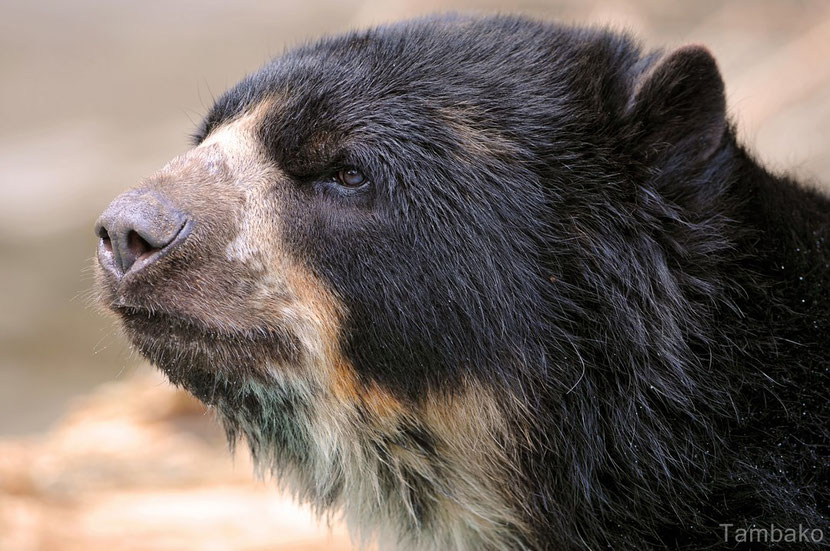 spectacled bear