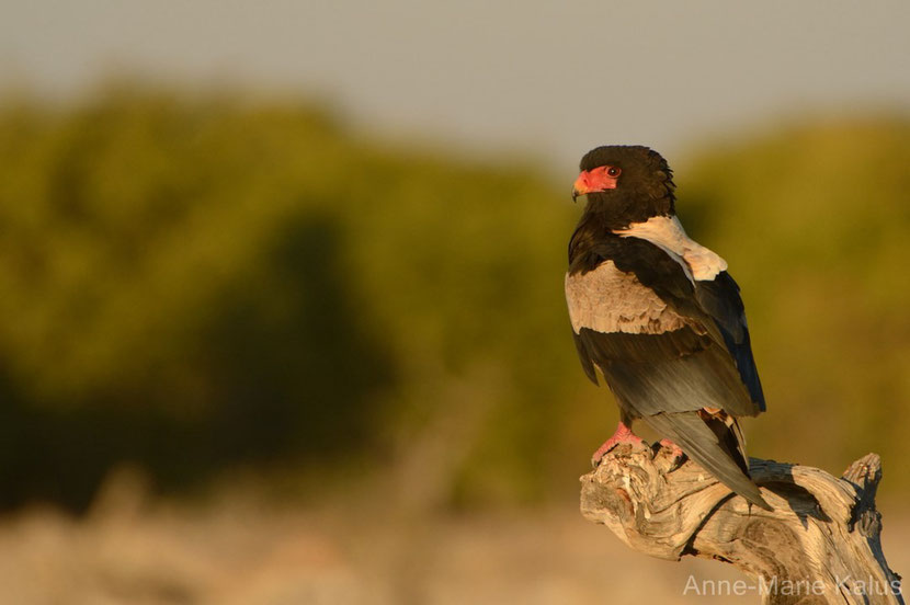 bateleur