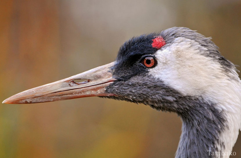 fiche oiseaux grue du japon