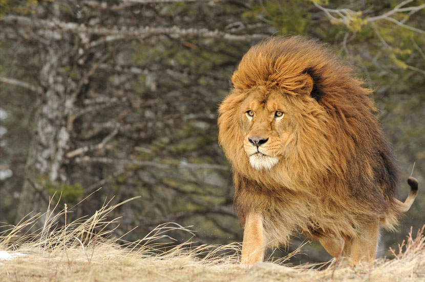 lion d'afrique