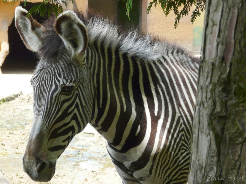 zebre de grevy