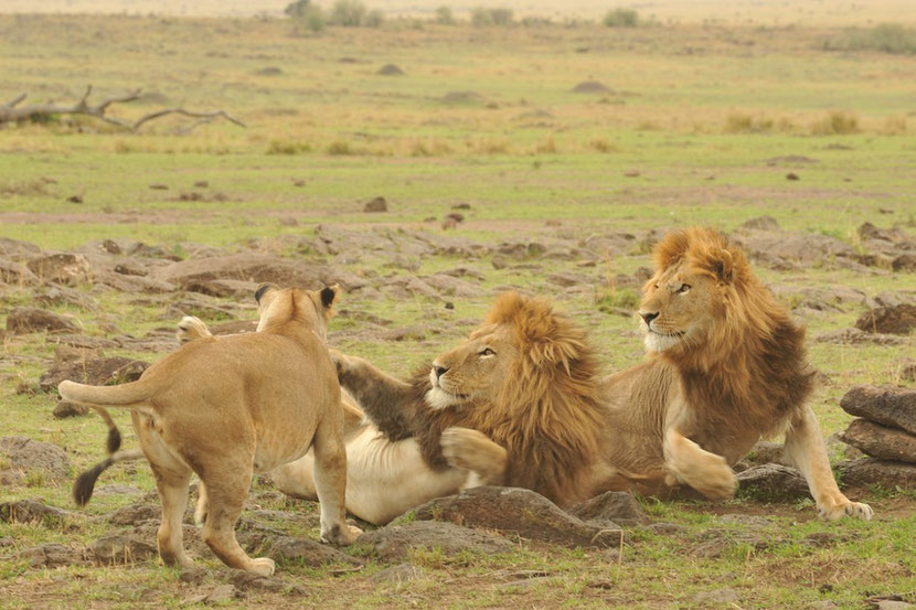 lion d'afrique