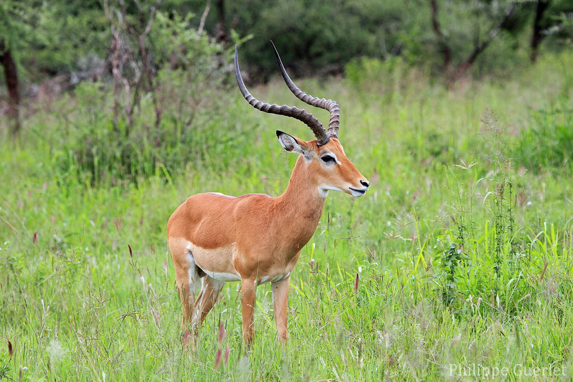 fiches animaux impala