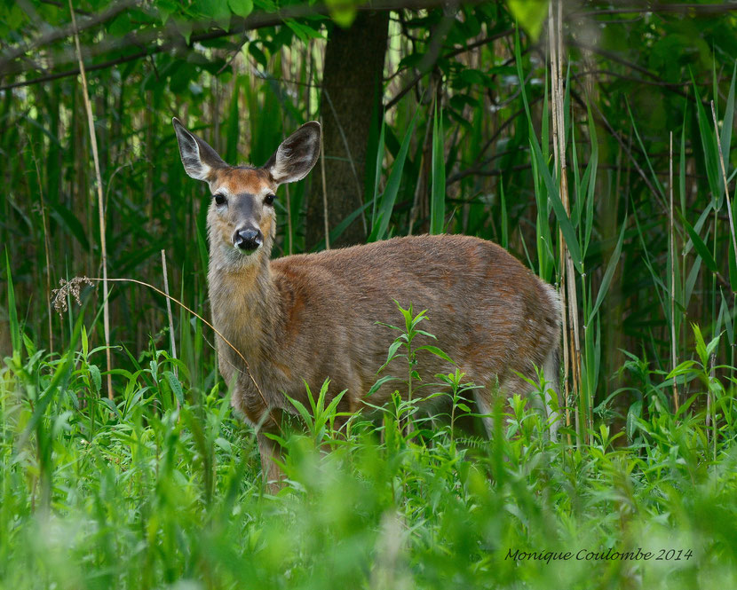 cerf de Virginie