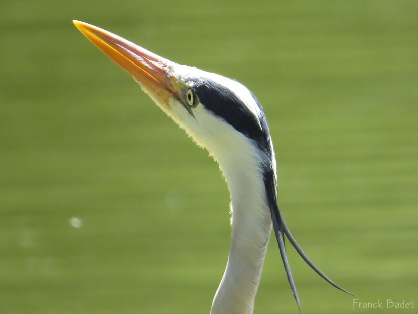 heron cendré