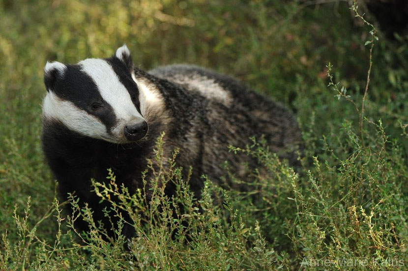 Blaireau d'Europe - Dictionnaire des Animaux - Diconimoz