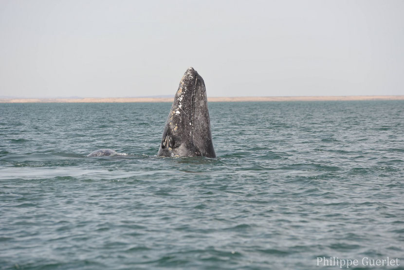 fiches animaux baleine grise