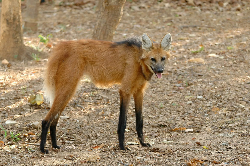 loup a crinière